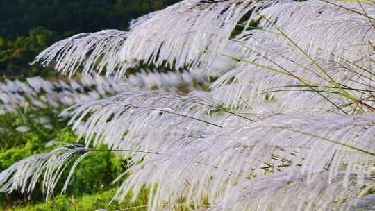 唯美白色芦苇花随风飘摇视频素材模板下载