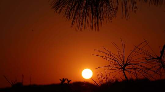 夕阳落日下的树木树枝剪影素材