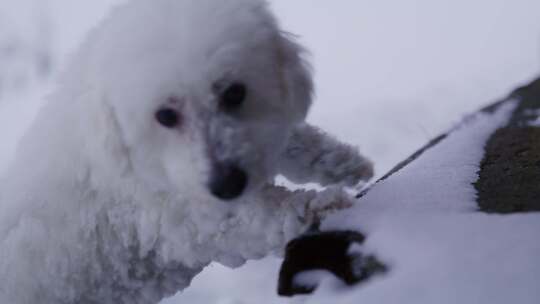 狗、雪、梗、冬天