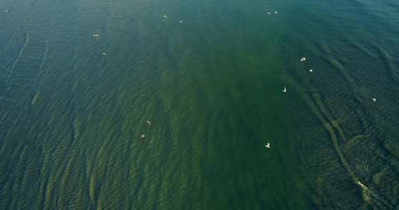 一群海鸥在海上空中飞翔