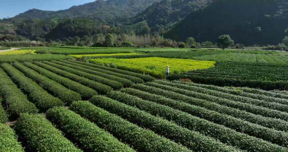 茶叶茶园武夷山茶庄大自然茶园