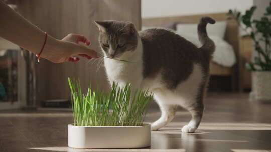 猫在室内吃锅里的草