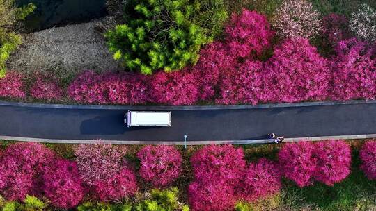 汽车穿梭在开满鲜花的道路上开往春天的列车