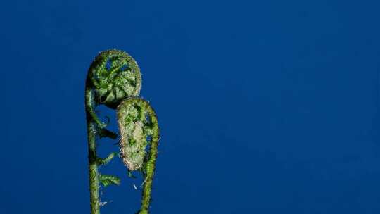蓝色背景前蕨类植物生长延时摄影