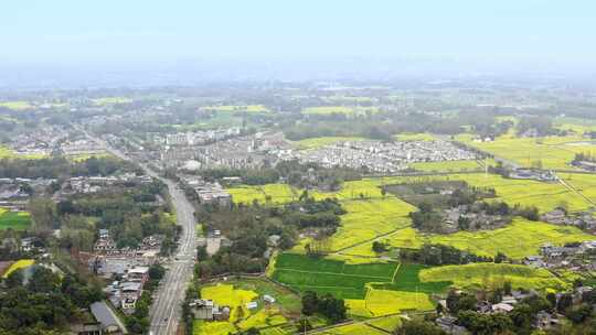 崇州航拍乡村田野油菜花航拍全景