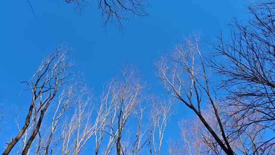 冬季晴天蓝天下的树枝视频素材模板下载