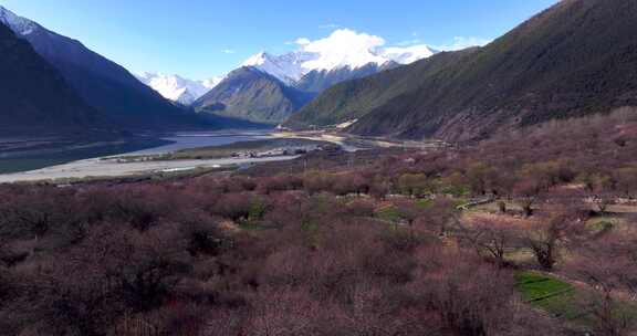 4K航拍西藏林芝雅鲁藏布江大峡谷桃花1