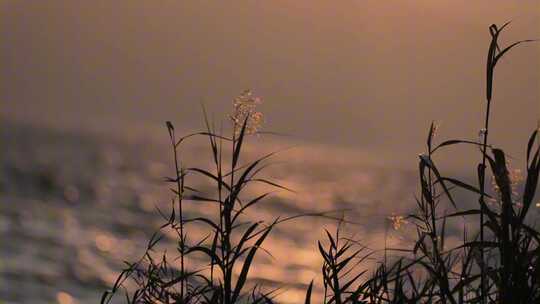 4k芦苇海鸥日落