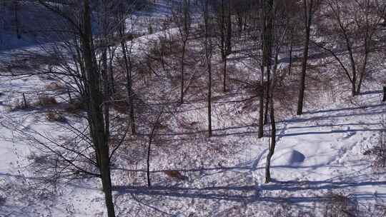 狼在雪地树林奔跑视频素材模板下载