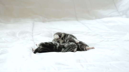 短毛小猫睡在白色床上
