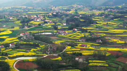 航拍美丽乡村油菜花