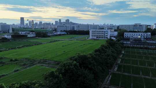 航拍武汉华中农业大学麦田湖泊日落蓝调