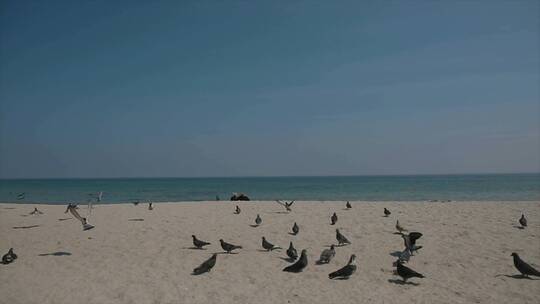 慢动作鸽子在沙滩上起飞然后飞走
