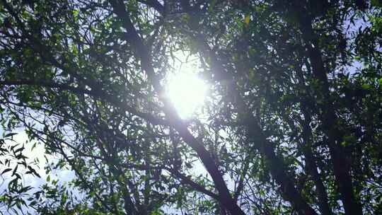 4k树林透光风景/阳光/空镜