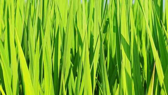 中国农业经济发展水稻种植地