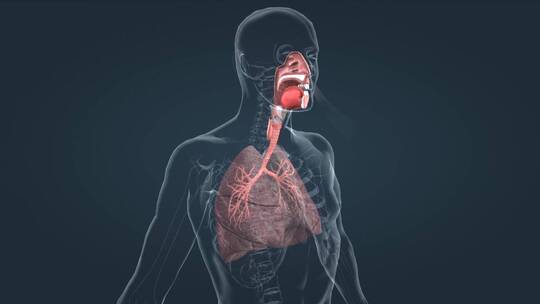 呼吸系统肺功能肺呼吸