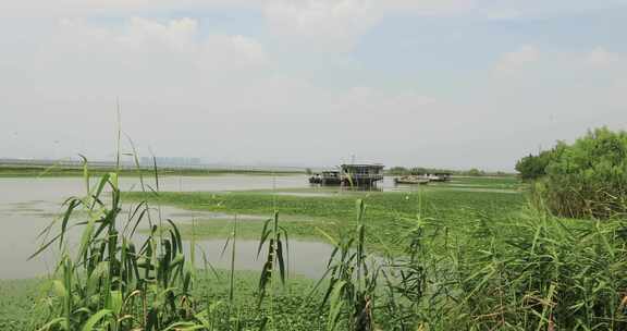 长荡湖湿地湖水飞鸟美丽风光