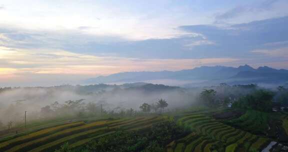 美丽的热带景观和稻田