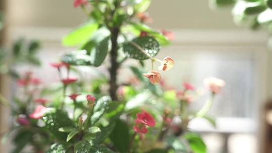 阳光雨露下的小红花