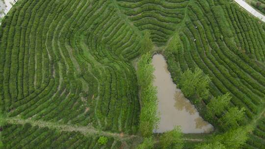 航拍茶园风景