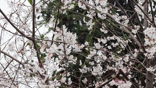 春天阳光下的樱花花朵