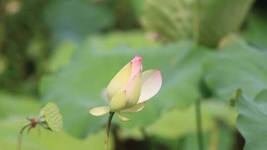 荷花、荷花池