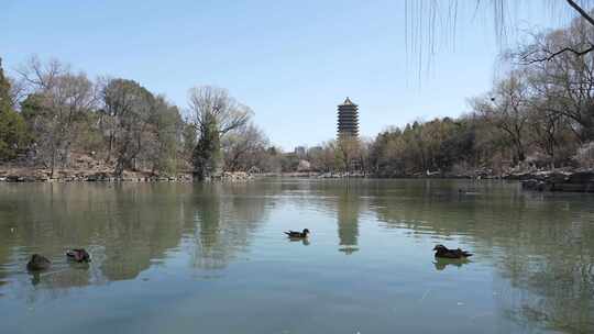 北京大学 春天的未名湖