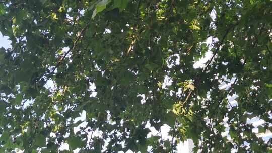 风吹树叶植物夏日风景实拍