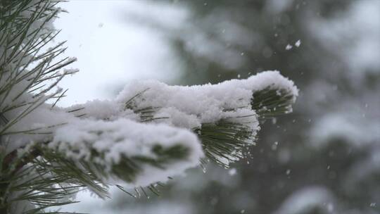 森林降雪鸟瞰图风光美景树林大自然雪花飘落