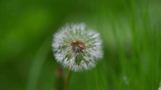 田野绿色植物