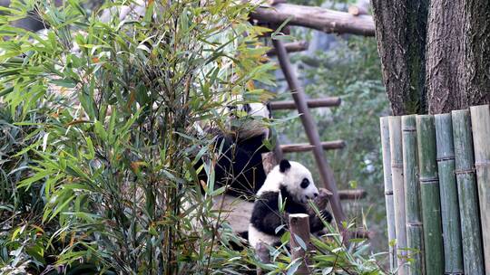 成都大熊猫基地国宝吃竹笋视频素材模板下载