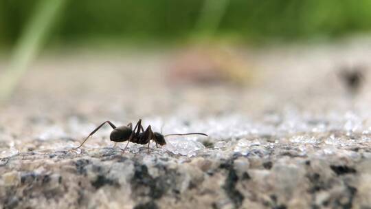 微距摄影 蚂蚁吃糖4视频素材模板下载