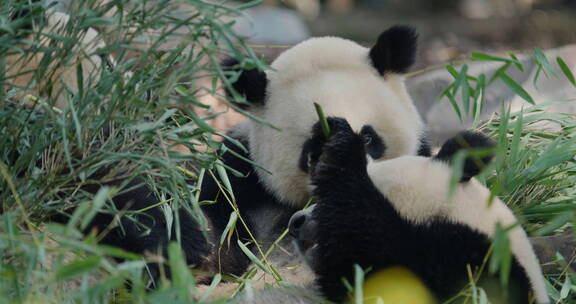 两只可爱大熊猫在吃竹子