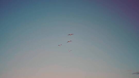 海鸟在空中翱翔