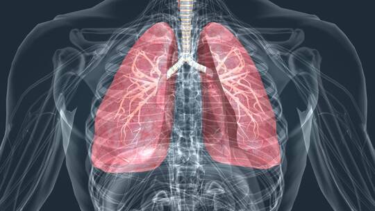 医学肺呼吸深呼吸支气管医学呼吸系统动画