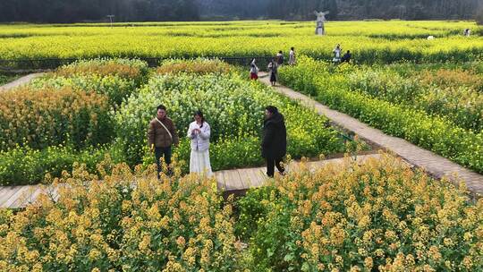 4k油菜花海  乡村旅游