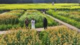 4k油菜花海  乡村旅游高清在线视频素材下载