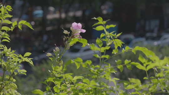 逆光植物绿植