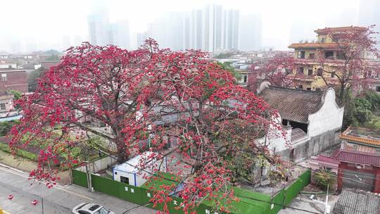 中国广东省佛山市南海区夏北河北书院木棉花