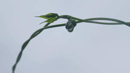 下雨天桂花树金桂八月桂花植物水滴升格