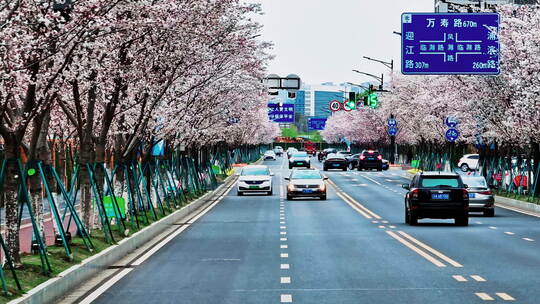 南京江北新区春日樱花大道