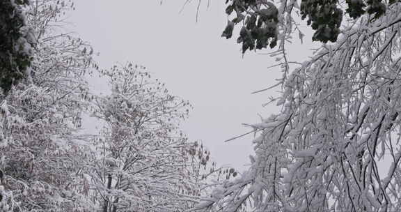 湖南长沙岳麓山雪景实拍视频