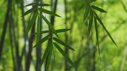 竹林 竹子 竹叶