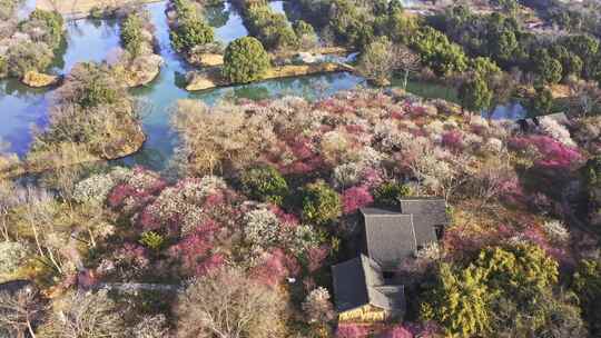 杭州西溪湿地曲水寻梅 春天江南梅花航拍