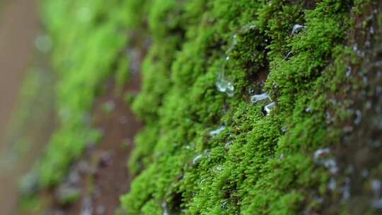 湿润森林绿色苔藓露珠水滴