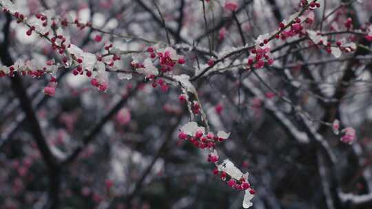 冰雪红梅雪中梅花03