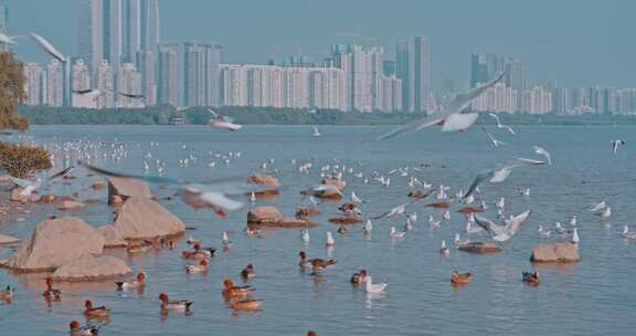 深圳湾海鸥