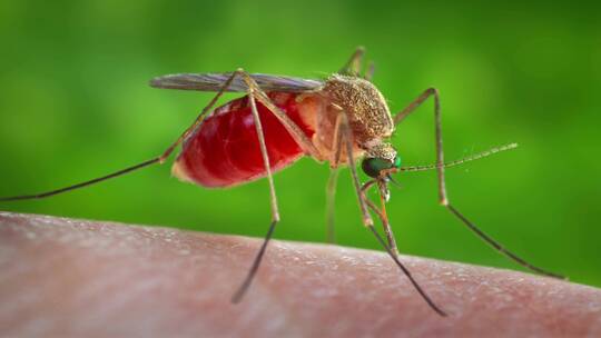 蚊子吸血的过程