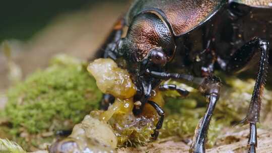 Carabus Ullrichii，甲虫