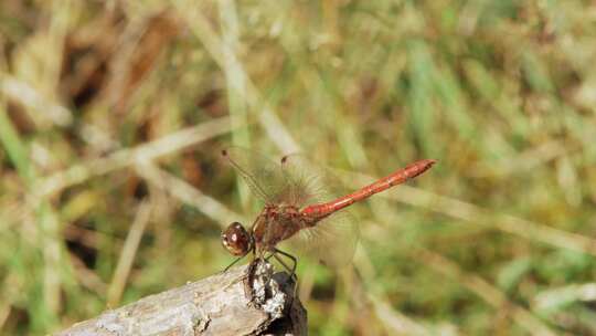 一只红蜻蜓降落在树枝上的特写镜头。